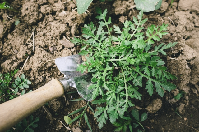 【庭の雑草処理と対策】賃貸物件で出来る除草・防草方法を解説!まとめ