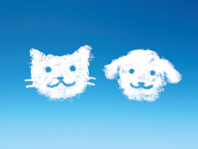 【犬猫殺処分ゼロへの取り組み】まとめ