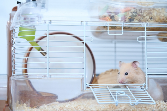 ペット不可賃貸物件でも飼えるペットの種類について