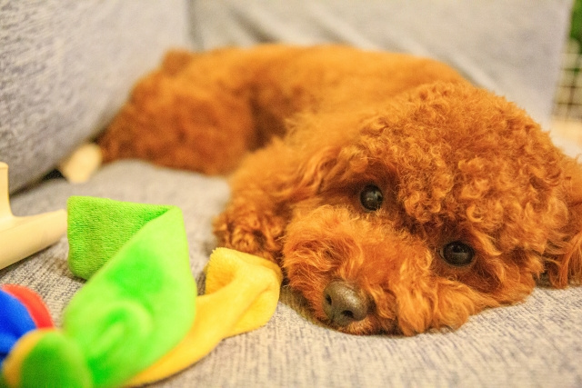【賃貸物件で犬のトイレどこに設置する?】まとめ
