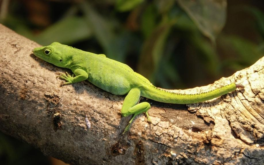 ペット可賃貸物件の爬虫類の脱走対策