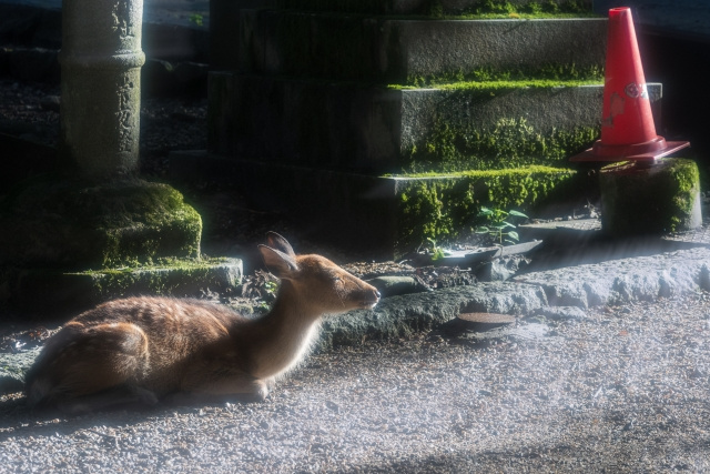 春日若宮おん祭の由緒