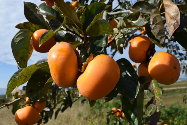 奈良県内の主な柿の産地