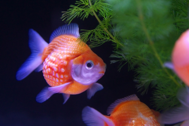 9.金魚ミュージアム