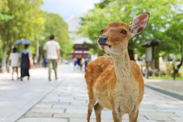 意外?SNS映えする撮影スポットが多い奈良県