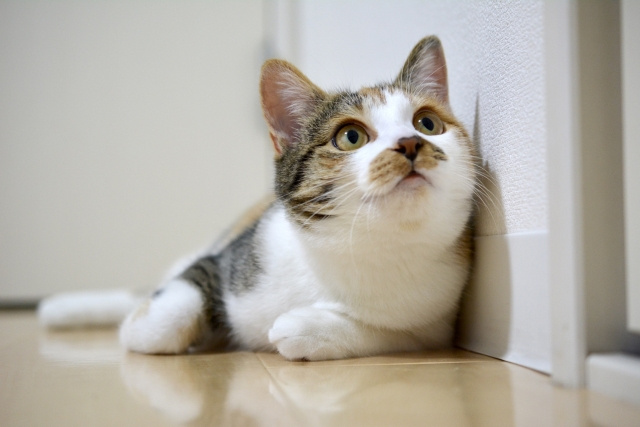 新築の家で猫と暮らす際におすすめの設備