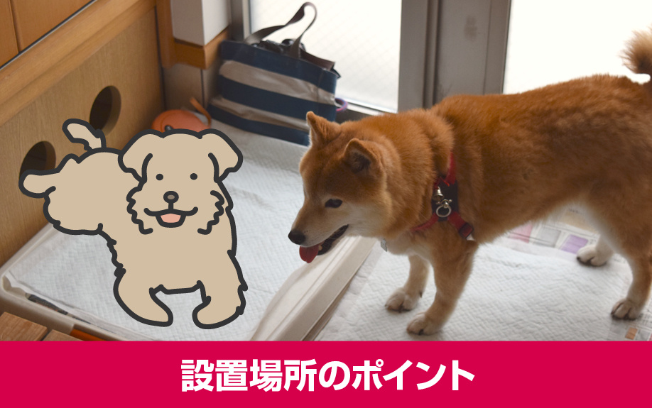 マンションで犬を飼う際のトイレ問題!トイレの設置場所のポイント