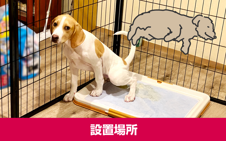 マンションで犬を飼う際のトイレ問題!おすすめのトイレの設置場所