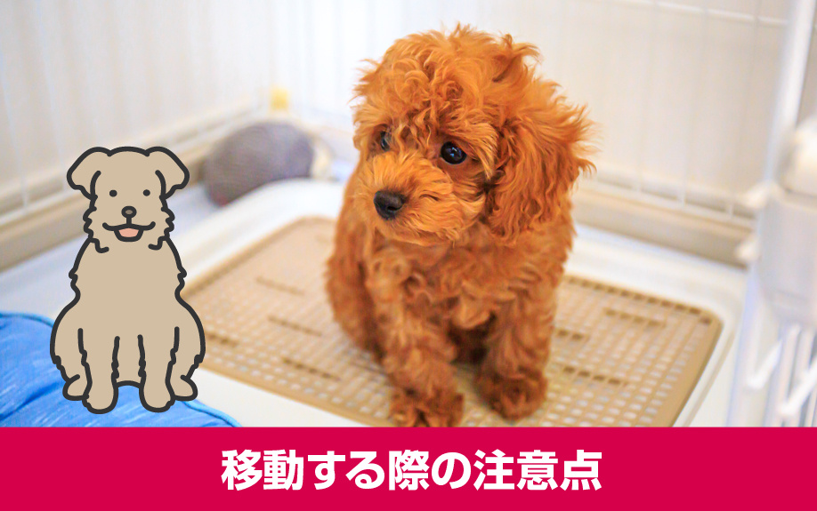 マンションで犬を飼う際のトイレ問題!トイレを移動する際の注意点