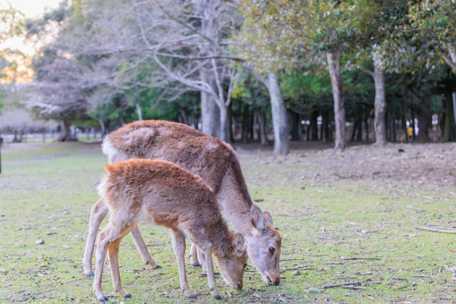 【奈良の鹿の餌を集めるドングリ寄付ボックス】まとめ