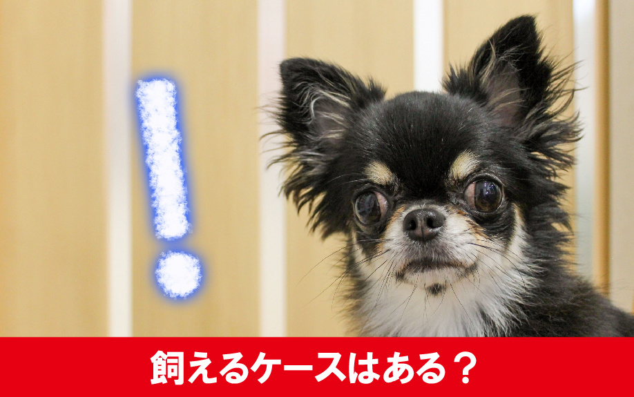 ペット禁止の賃貸物件でも飼えるケースはあるか