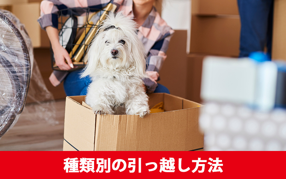 ペットと引っ越しする!種類別の引っ越し方法のポイント