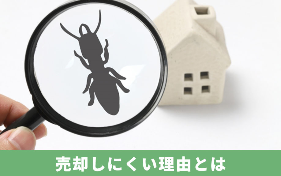 シロアリ被害に遭った家が売却しにくい理由とは?