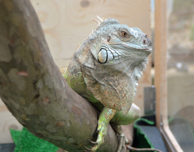 ペット可賃貸物件で爬虫類を飼うときは法律を確認しておこう!