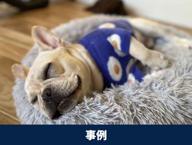 ペットのためのマンションリノベーションの事例について