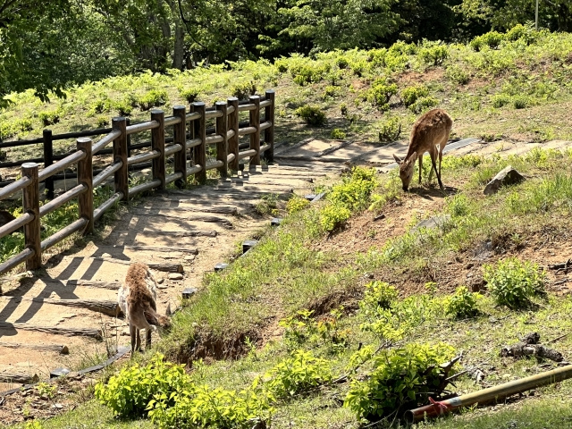 ルート②春日奥山遊歩道