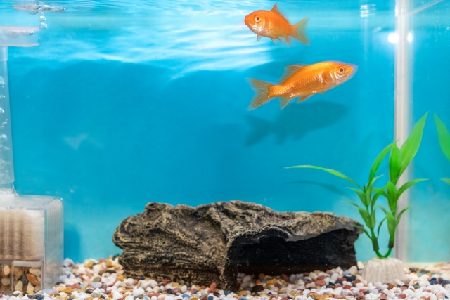 一人暮らしでも飼いやすいのはどんな動物?