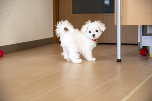 犬や猫は難しい?
