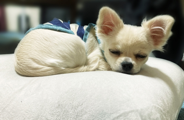 ペットとの生活をするにはどんな物件を探せばいいの?