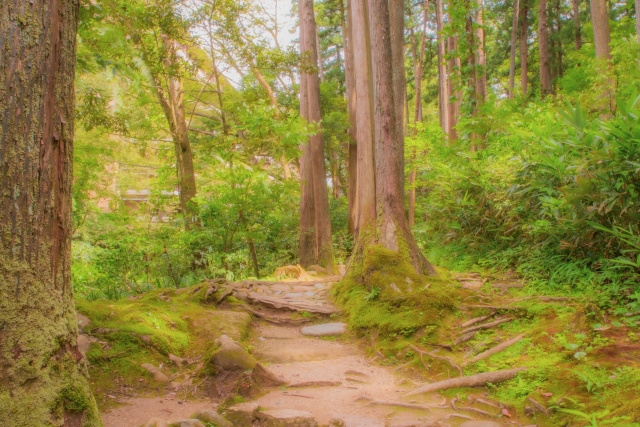 原野商法とはどのようなもの?二次被害の内容や被害を防ぐ方法とは