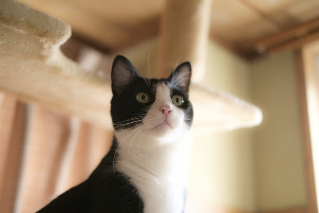 ペットの飼育ができる平城山駅周辺の物件