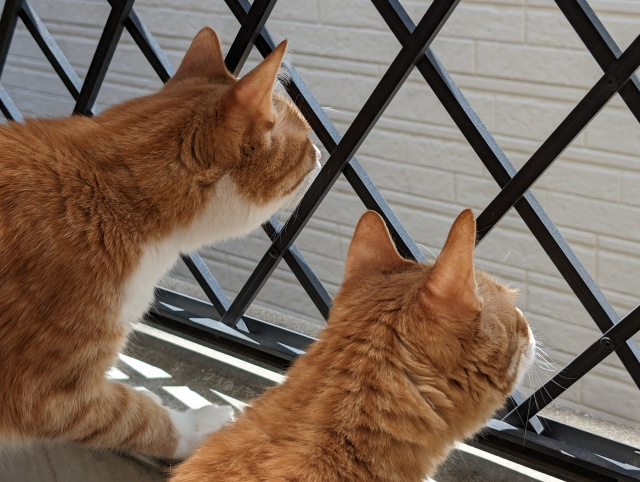 【大和西大寺駅周辺のペット飼育可・相談可の賃貸物件とは?】まとめ