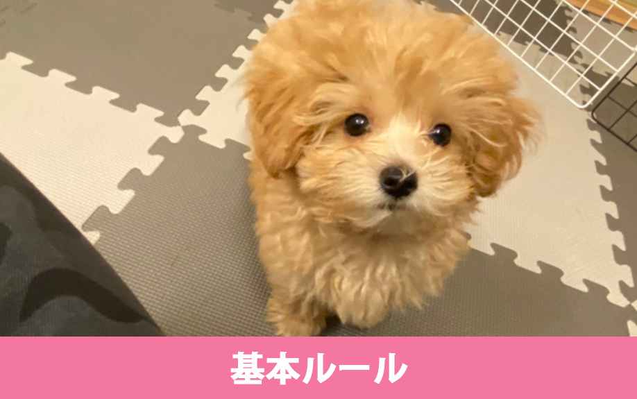 賃貸でペットを途中から飼いたいときの基本ルール