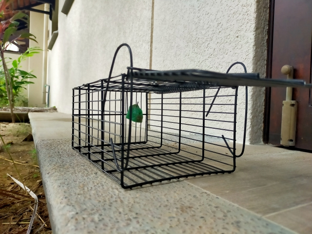 空き家でネズミが発生した場合の駆除方法