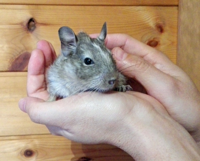 アパートでペットを飼育する注意点