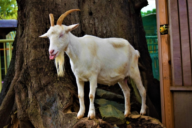 和歌山市にある和歌山城公園動物園の概要
