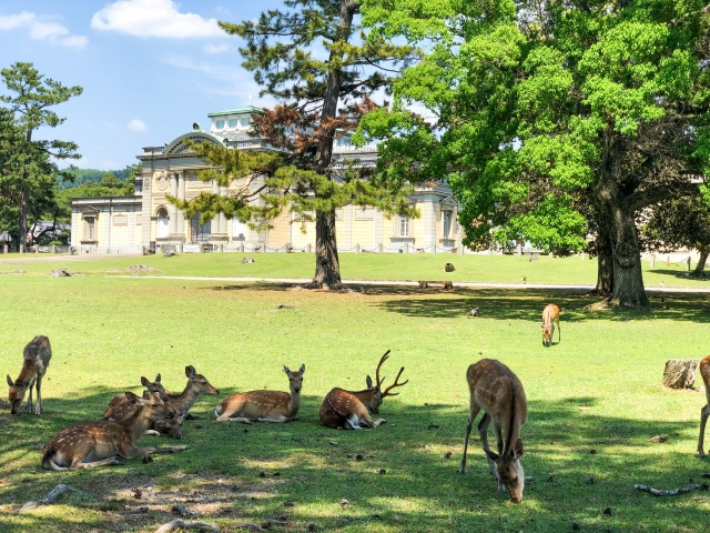 奈良国立博物館周辺の観光スポット