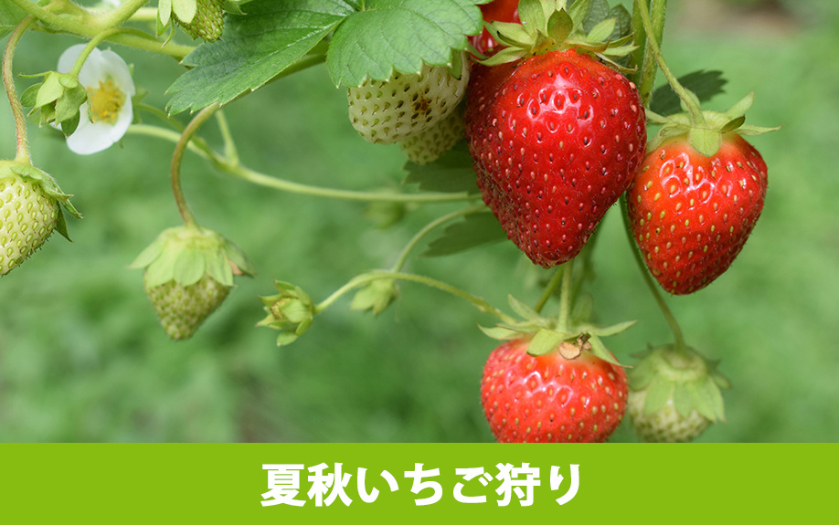「軽井沢ガーデンファーム」の夏秋いちご狩りについて