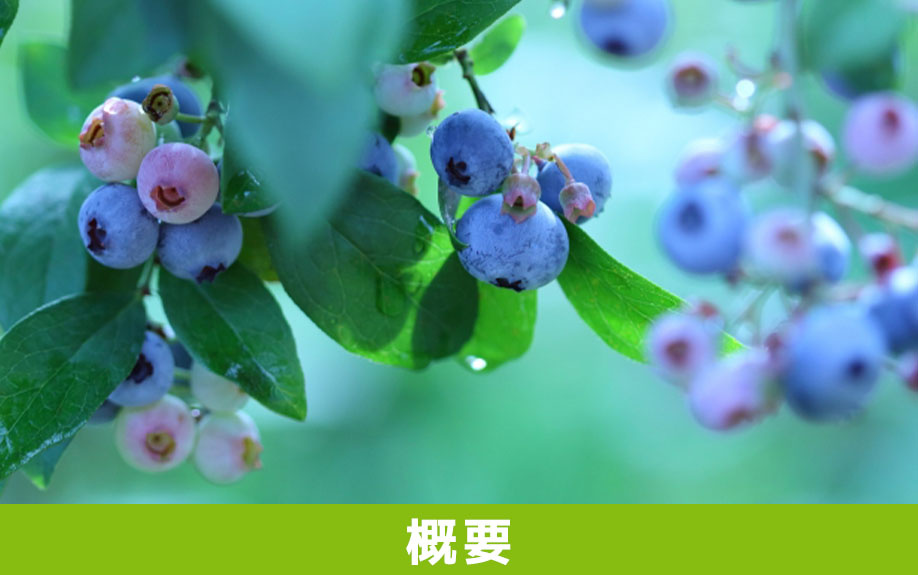 「ブルーベリーフィールド・カナン」の概要