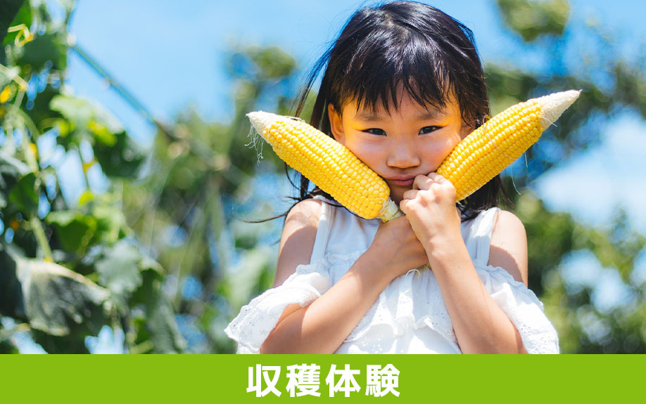 「ブルーベリーフィールド・カナン」での収穫体験