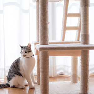 飼えるペットの一例