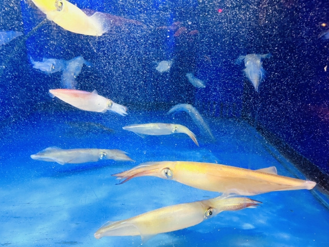 「博多海鮮 金木犀」のメニュー