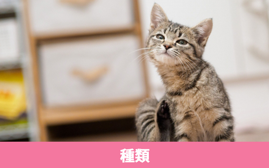ペット可の賃貸物件の種類