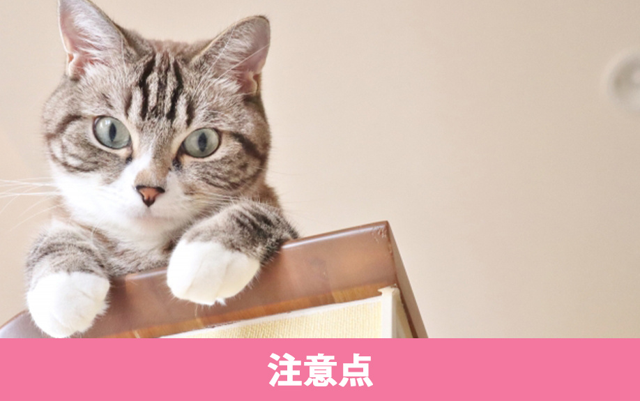ペット可の賃貸物件を選ぶ場合の注意点