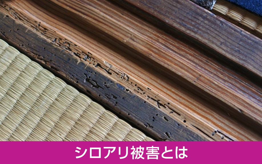 家を売却する前に確認!シロアリ被害とは?