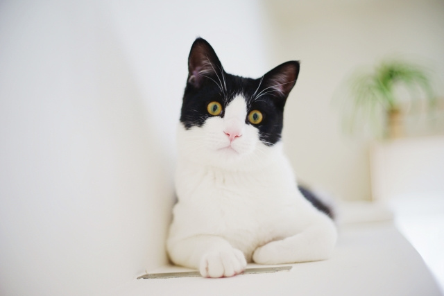 キャットウォークの設置は猫の安全を優先して!