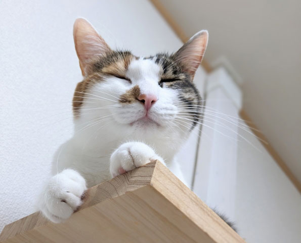 まとめ~猫を飼うならペット可・相談可の物件を~