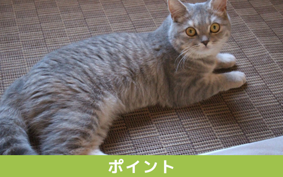 新築住宅で猫と暮らすためのポイント