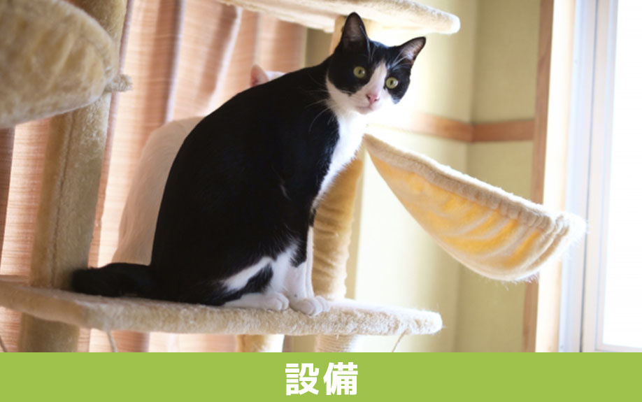 新築住宅で猫と暮らすために導入したい設備