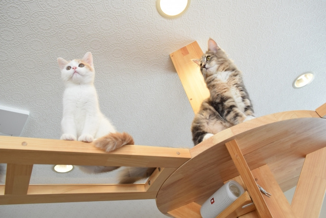 室内飼いの猫にキャットウォークのDIYが必要な理由