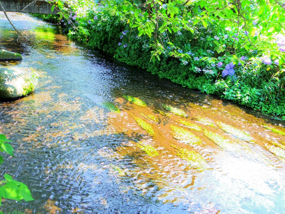 アーネスト近くの公園 6号水の苑緑地