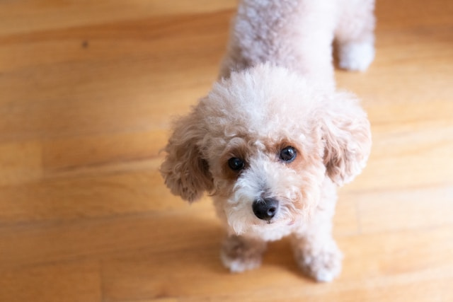 マンションで飼うのに向いている犬種とは?人気の犬種・飼育の注意点も解説