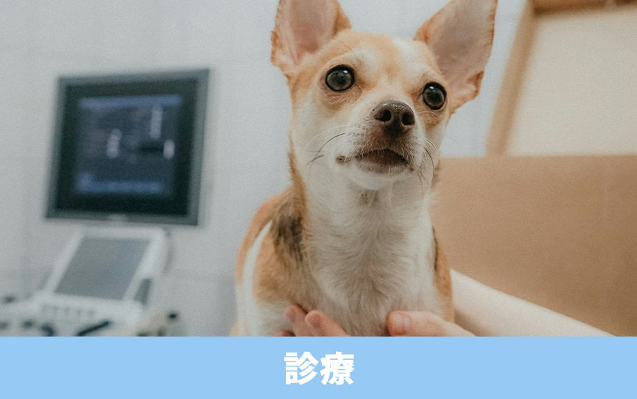 稲沢市・マカナ動物病院の診療