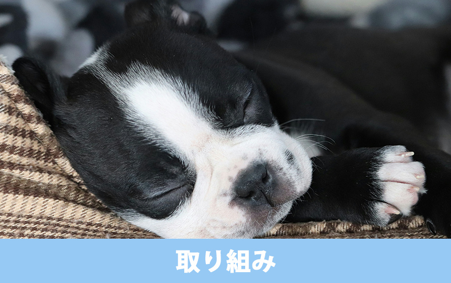 稲沢市・マカナ動物病院の取り組み