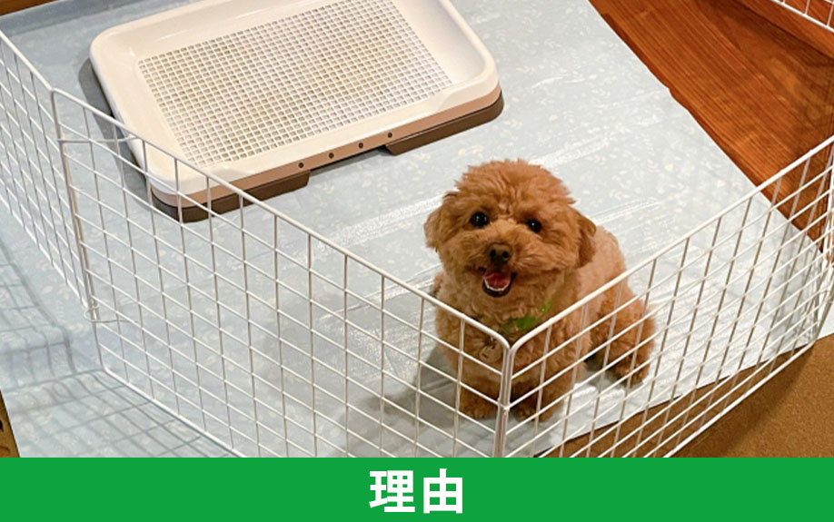 ペット禁止の賃貸物件が多い理由