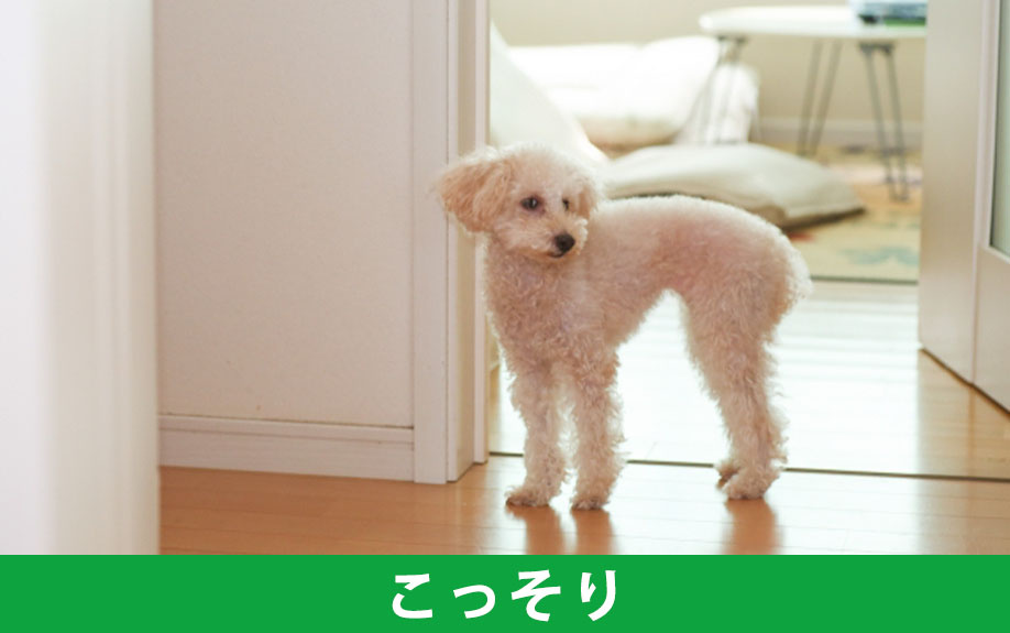 ペット禁止の賃貸物件でこっそり飼った場合のリスク